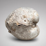 Tridacna Gigantea Complete Giant Clam Shell - Side View - 5