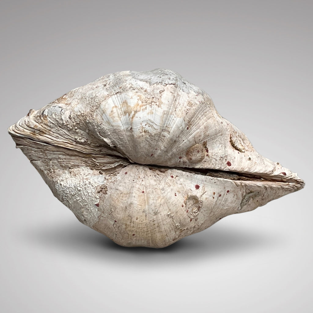 Tridacna Gigantea Complete Giant Clam Shell - Back View - 4