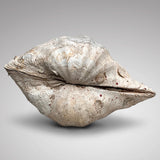 Tridacna Gigantea Complete Giant Clam Shell - Back View - 4