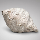 Tridacna Gigantea Complete Giant Clam Shell - Main View - 1