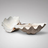 Tridacna Gigantea Complete Giant Clam Shell - Inside View - 2