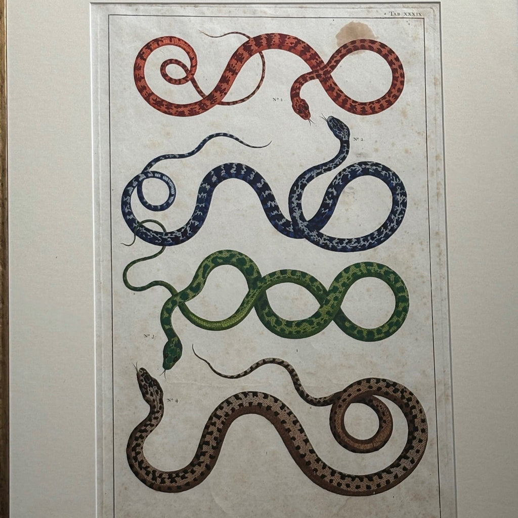 Set of 18th Century Hand Coloured Serpent Engravings - Detail View - 4