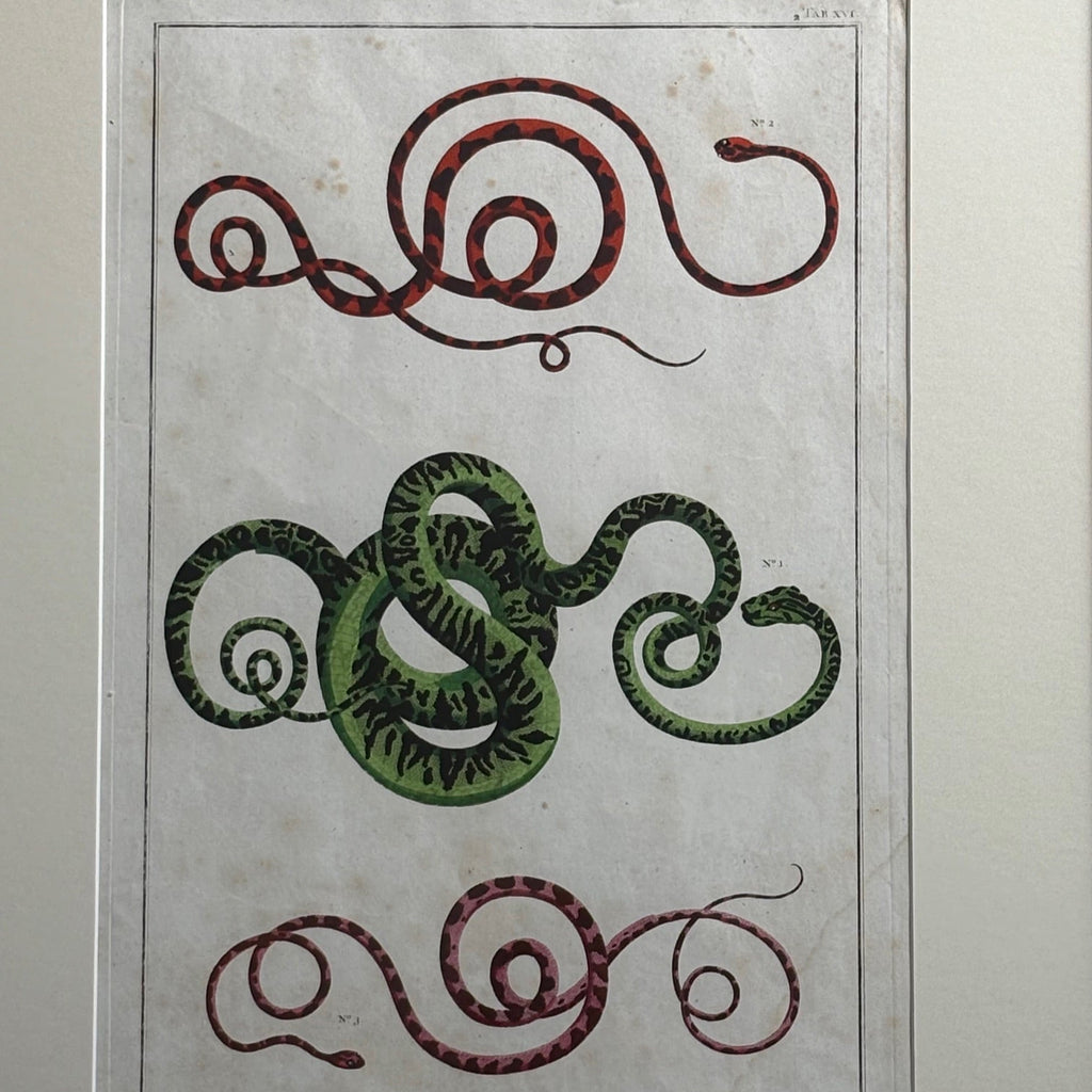 Set of 18th Century Hand Coloured Serpent Engravings - Detail View - 3