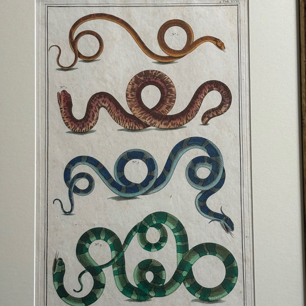 Set of 18th Century Hand Coloured Serpent Engravings - Detail View - 2