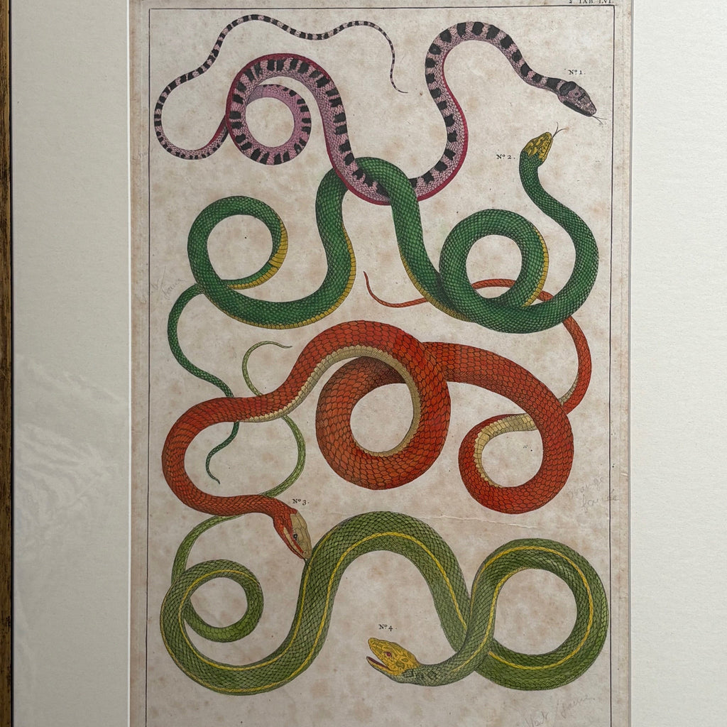 Pair of 18th Century Hand Coloured Serpent Engravings - Detail View - 3