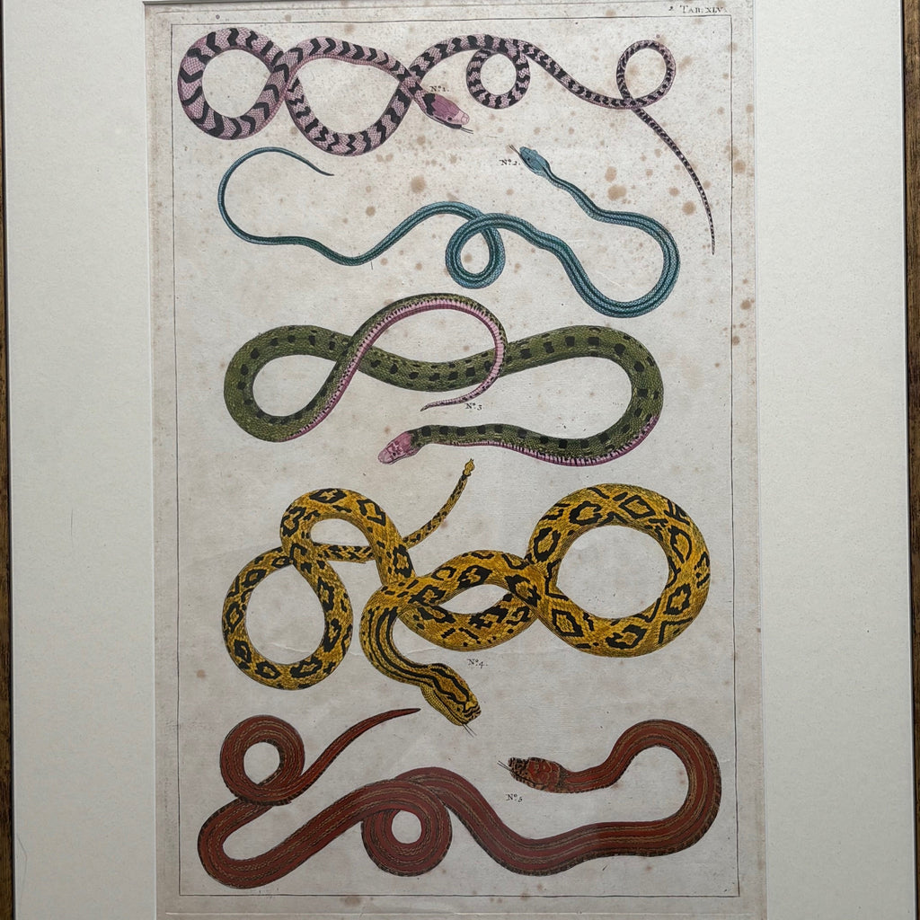 Pair of 18th Century Hand Coloured Serpent Engravings - Detail View -2