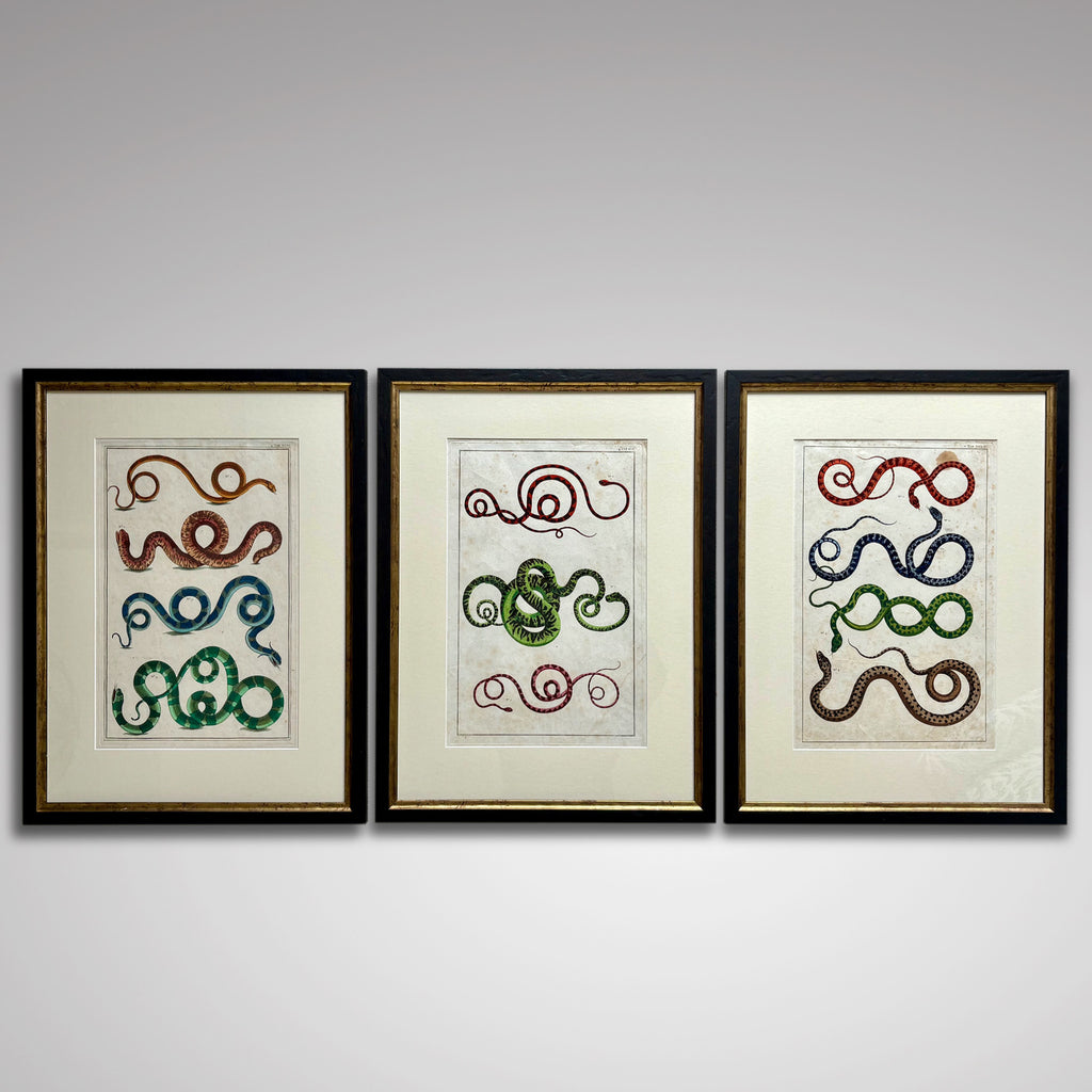 Set of 18th Century Hand Coloured Serpent Engravings - Main View - 1