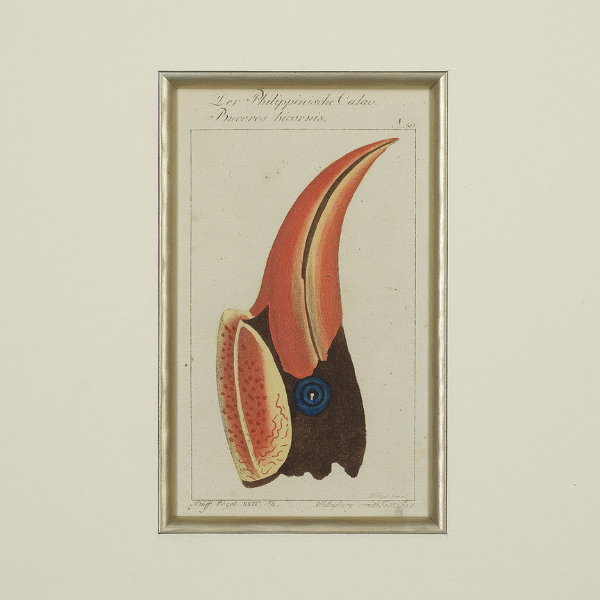 Set of 4 18th Century Ornithological Engravings by Buffon