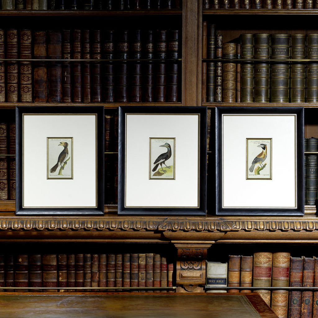 Set of 3 18th Century Ornithological Engravings by Buffon - Hobson May Collection - 1