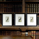 Set of 3 18th Century Ornithological Engravings by Buffon - Hobson May Collection - 1