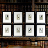 Set of 8 18th Century Ornithological Engravings by Buffon - Main View - 1