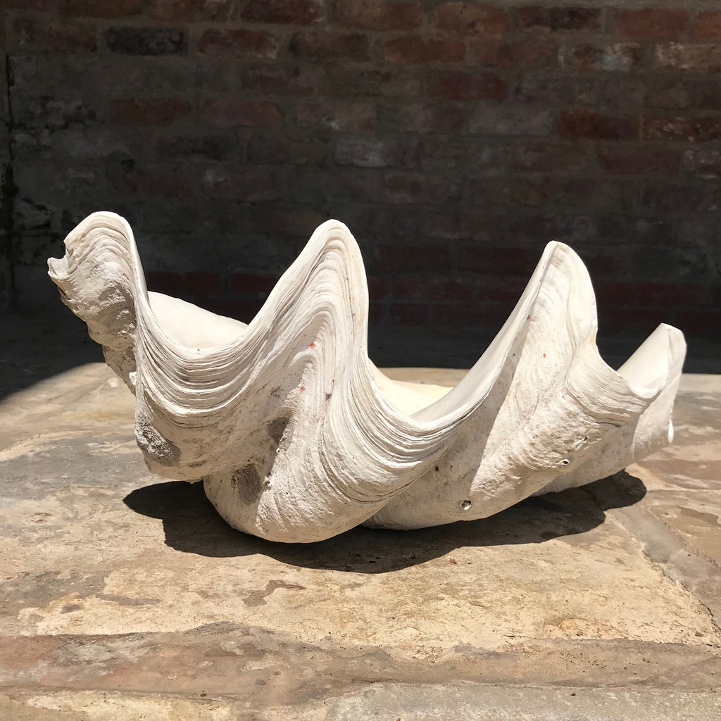 Giant Clam Shell (Tridacna Gigas) - Main View - 1