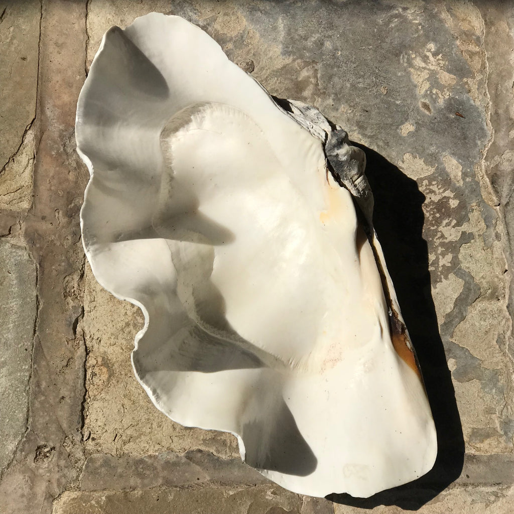 Giant Clam Shell (Tridacna Gigas) - Inside Detail View - 4