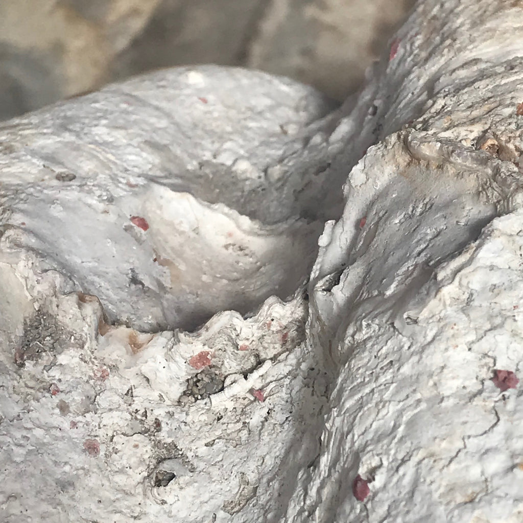 Giant Clam Shell (Tridacna Gigas) - Shell Exterior Detail View - 6