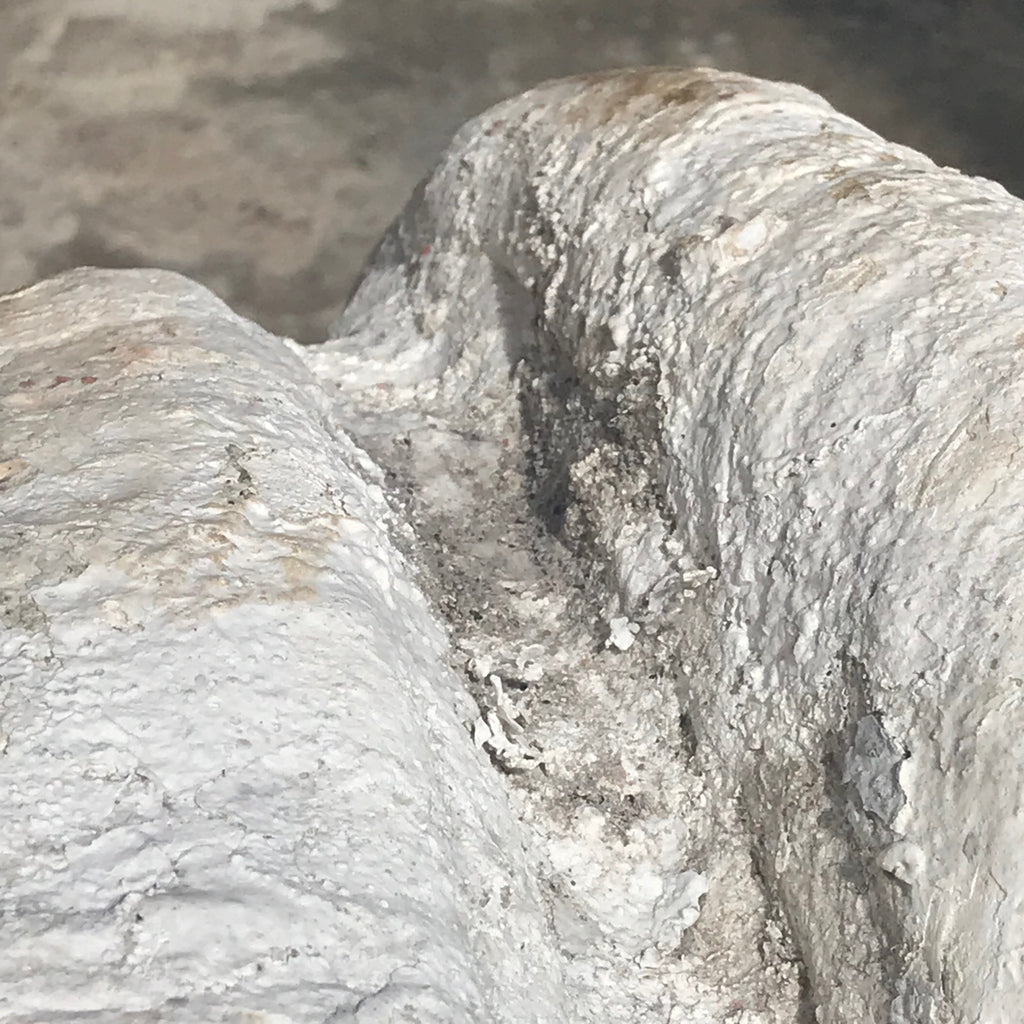 Giant Clam Shell (Tridacna Gigas) - Shell Exterior Detail View - 7