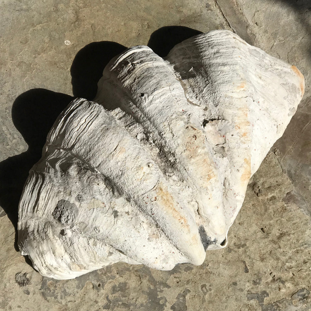 Giant Clam Shell (Tridacna Gigas) - Top Back View - 8