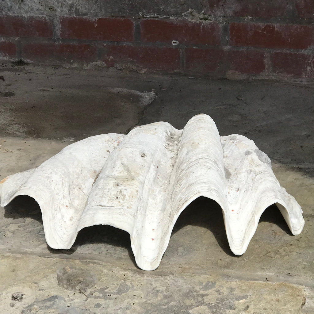 Giant Clam Shell (Tridacna Gigas) - Top Front View - 5