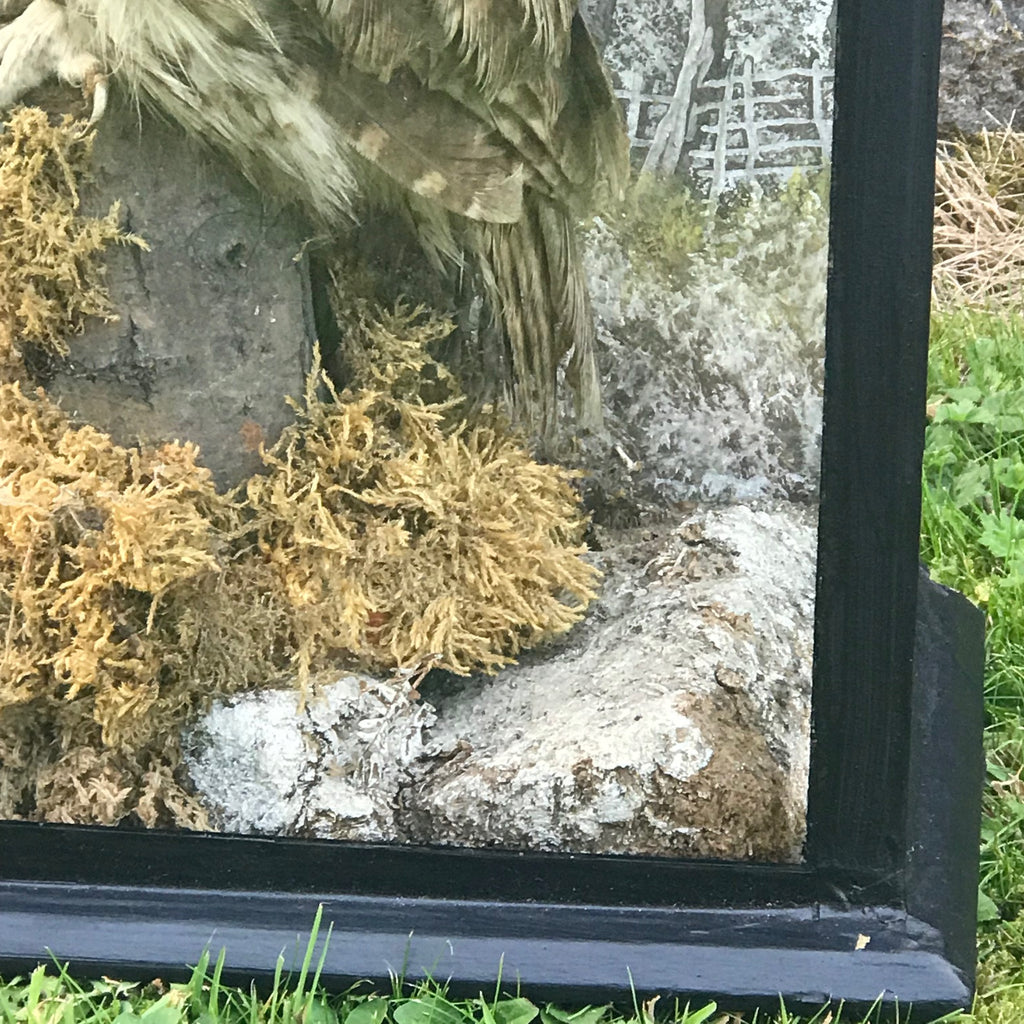 Antique Taxidermy Cased Tawny Owl - Detail View - 4