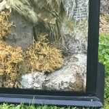 Antique Taxidermy Cased Tawny Owl - Detail View - 4