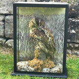 Antique Taxidery Cased Tawny Owl - Main View -1