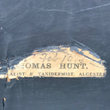 Antique Taxidermy Cased Tawny Owl - Detail View - 6