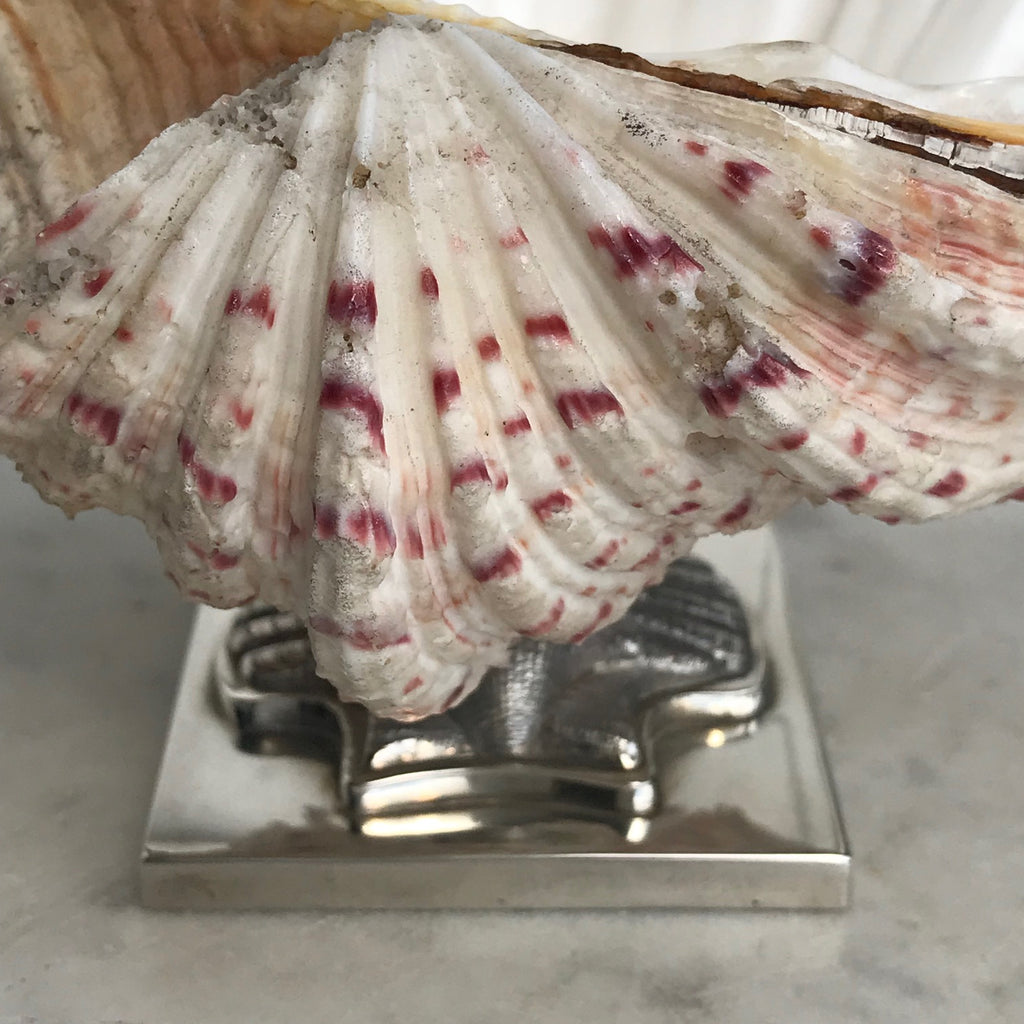Scottish Silver Mounted Shell Table Decoration - Back View - 4