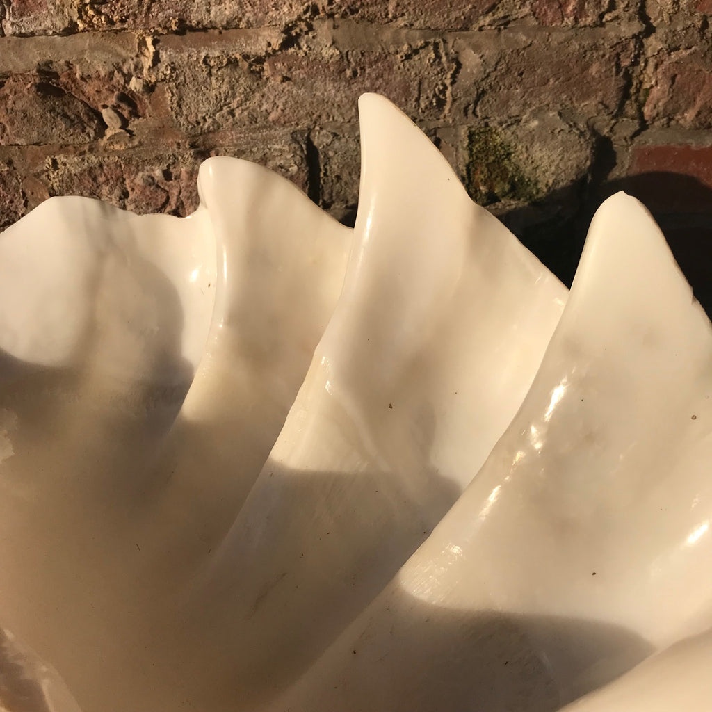 Giant Clam Shell (Tridacna Gigas) - Inside Detail View - 5