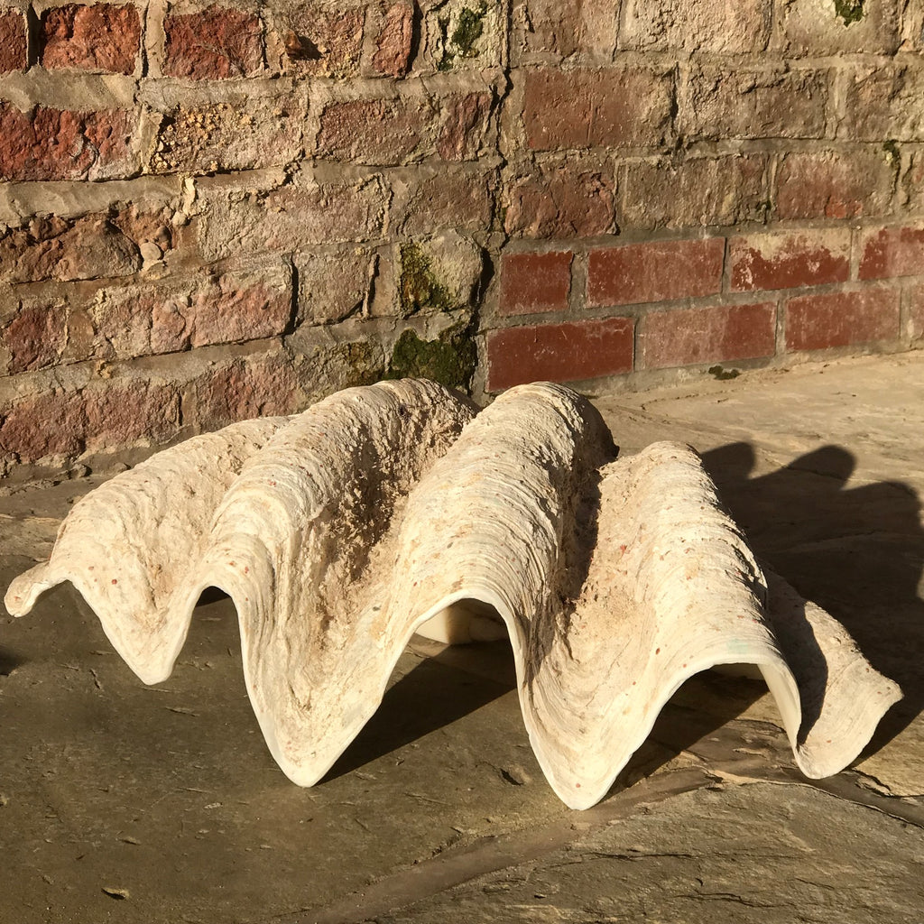 Giant Clam Shell (Tridacna Gigas) - Shell Exterior View - 6