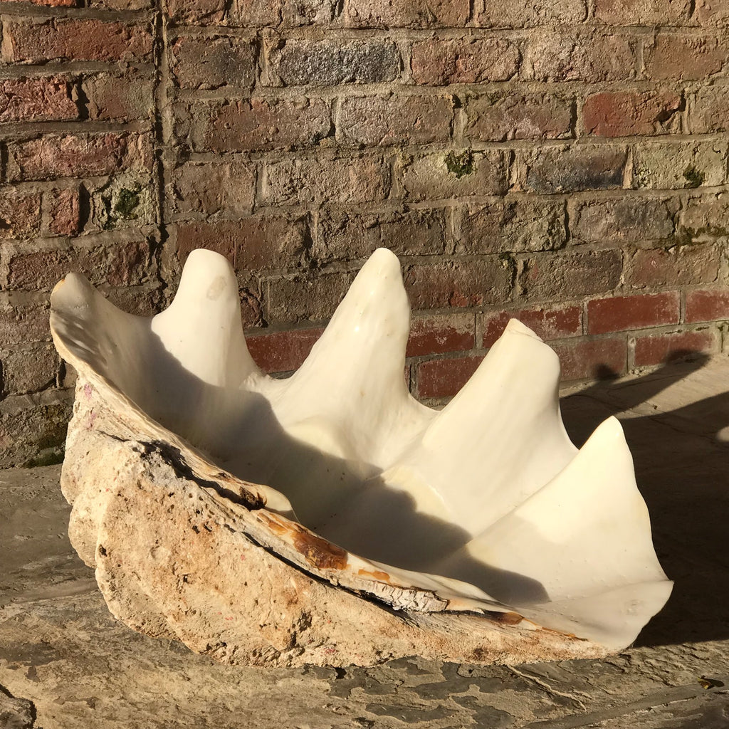 Giant Clam Shell (Tridacna Gigas)