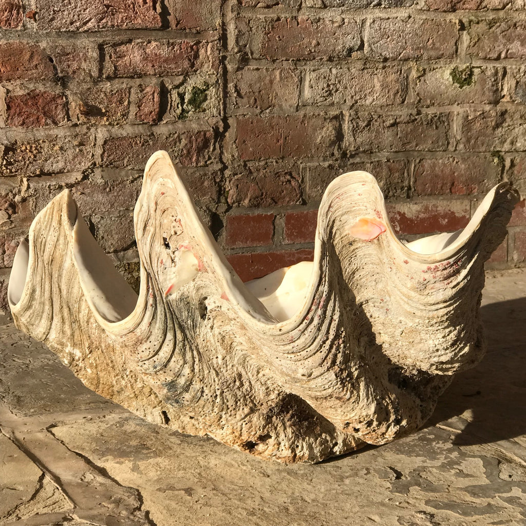 Giant Clam Shell (Tridacna Gigas)