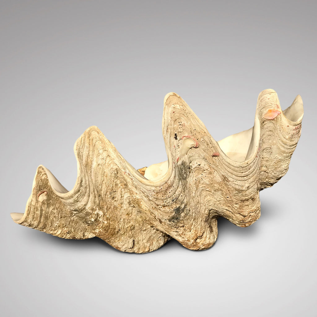 Giant Clam Shell (Tridacna Gigas) - Main View - 1