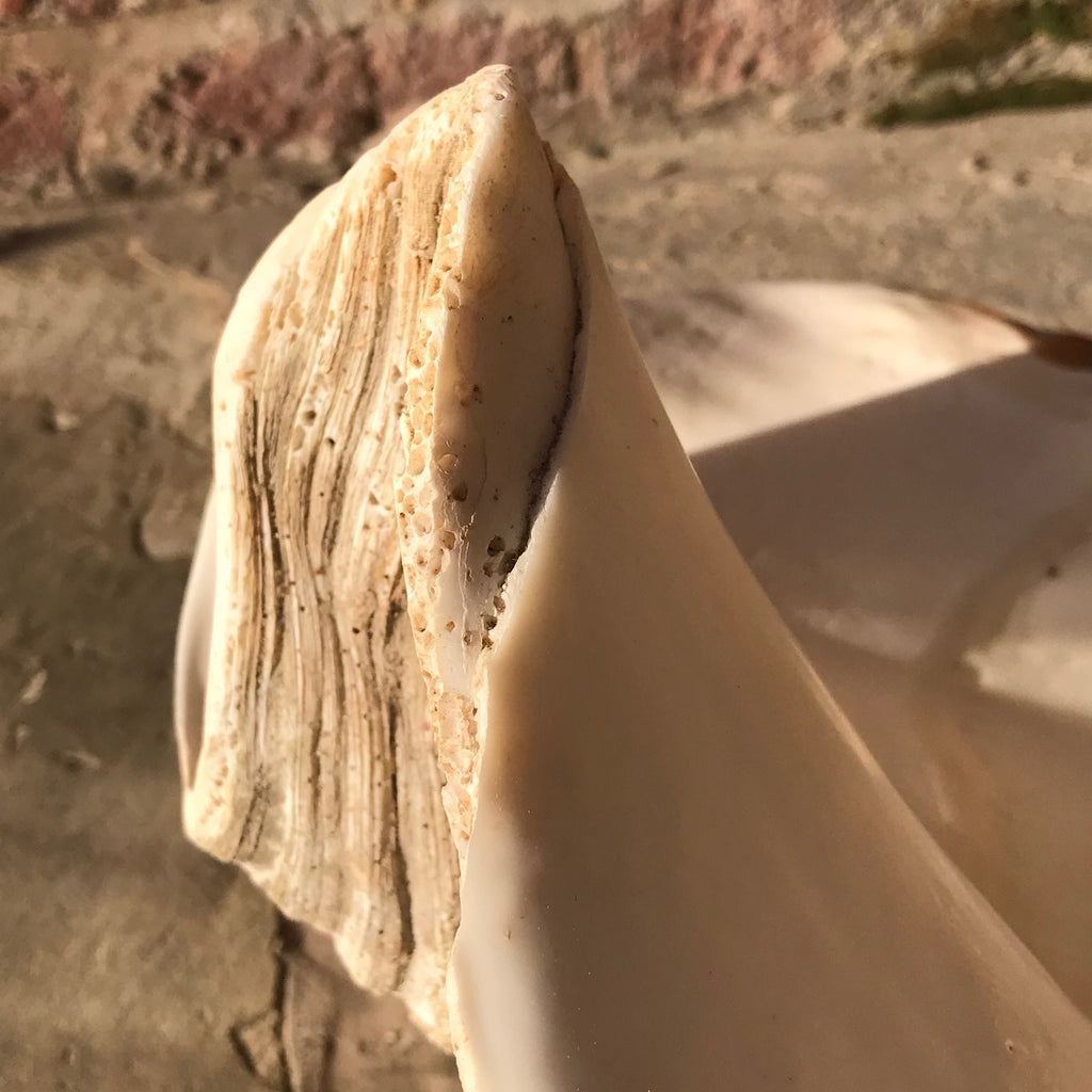 Giant Clam Shell (Tridacna Gigas)