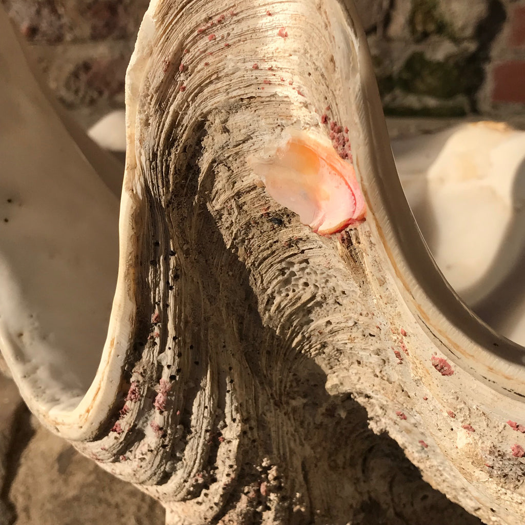 Giant Clam Shell (Tridacna Gigas)