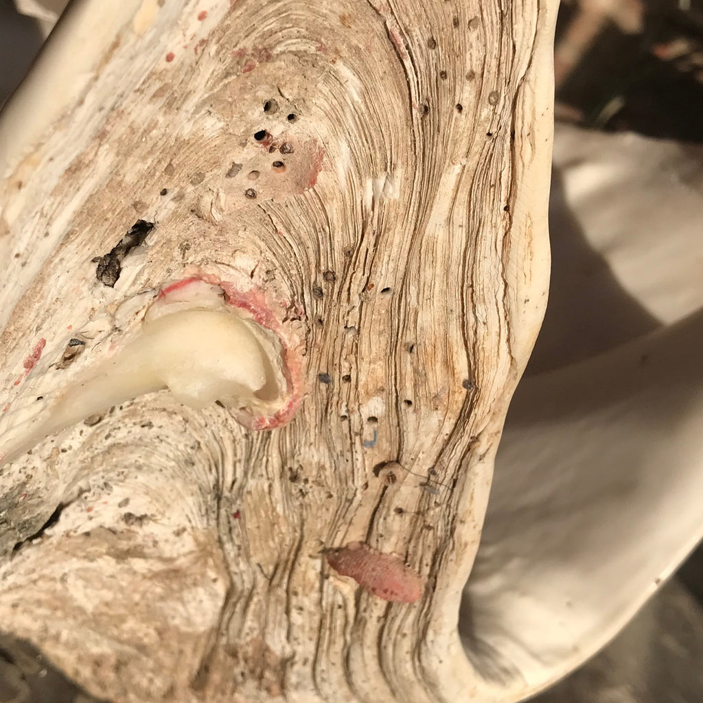 Giant Clam Shell (Tridacna Gigas)