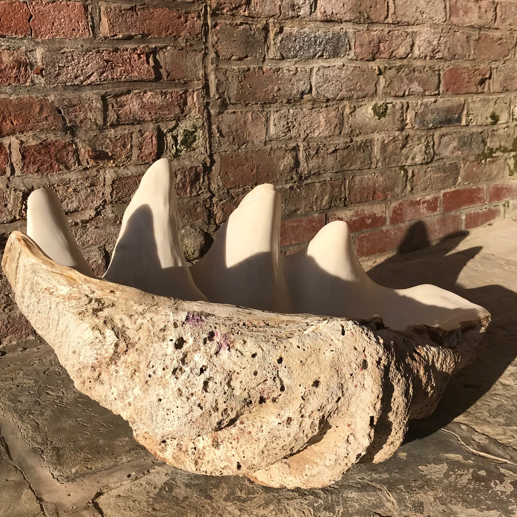 Giant Clam Shell (Tridacna Gigas)