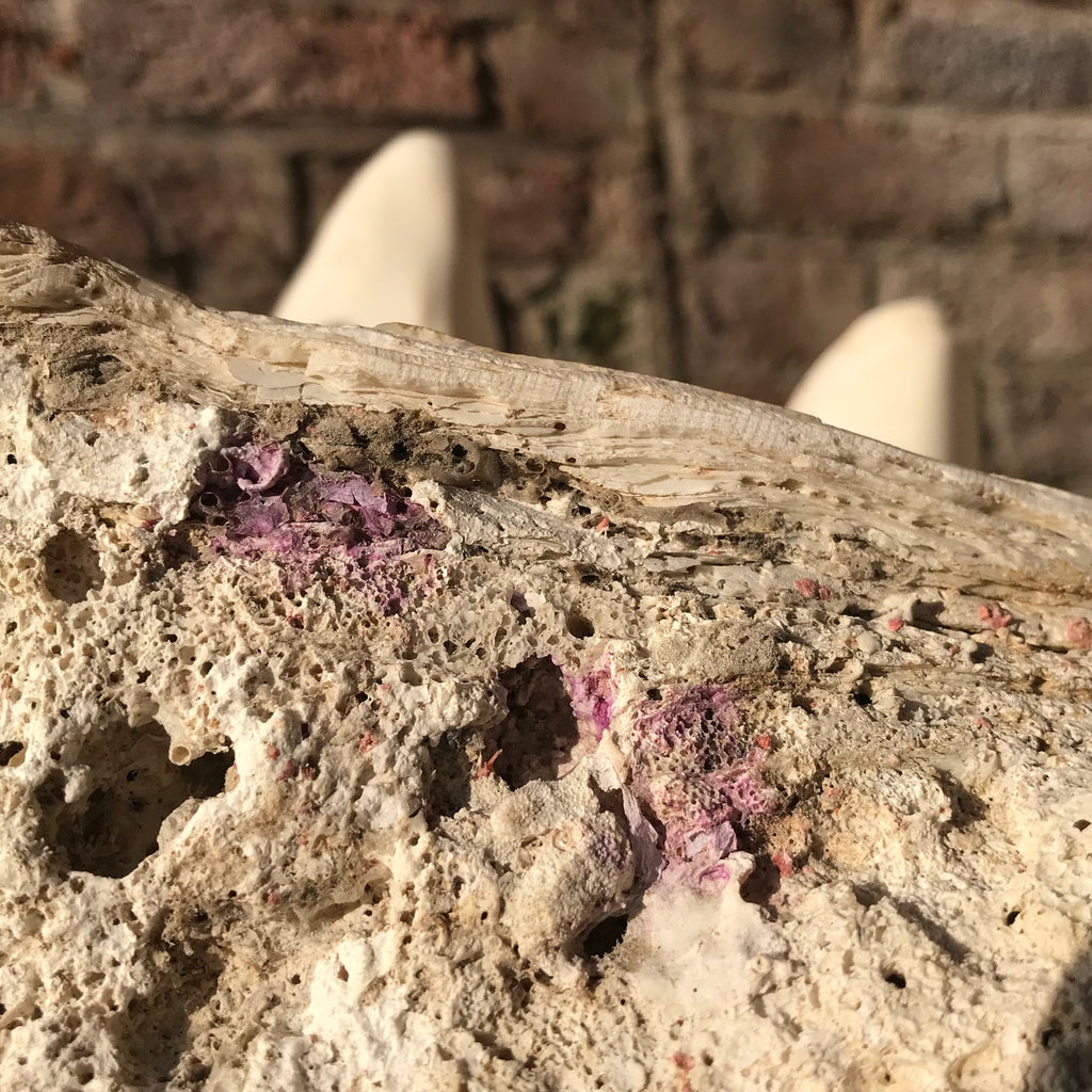 Giant Clam Shell (Tridacna Gigas)