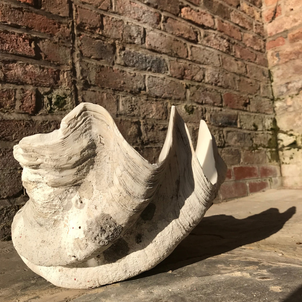 Giant Clam Shell (Tridacna Gigas)