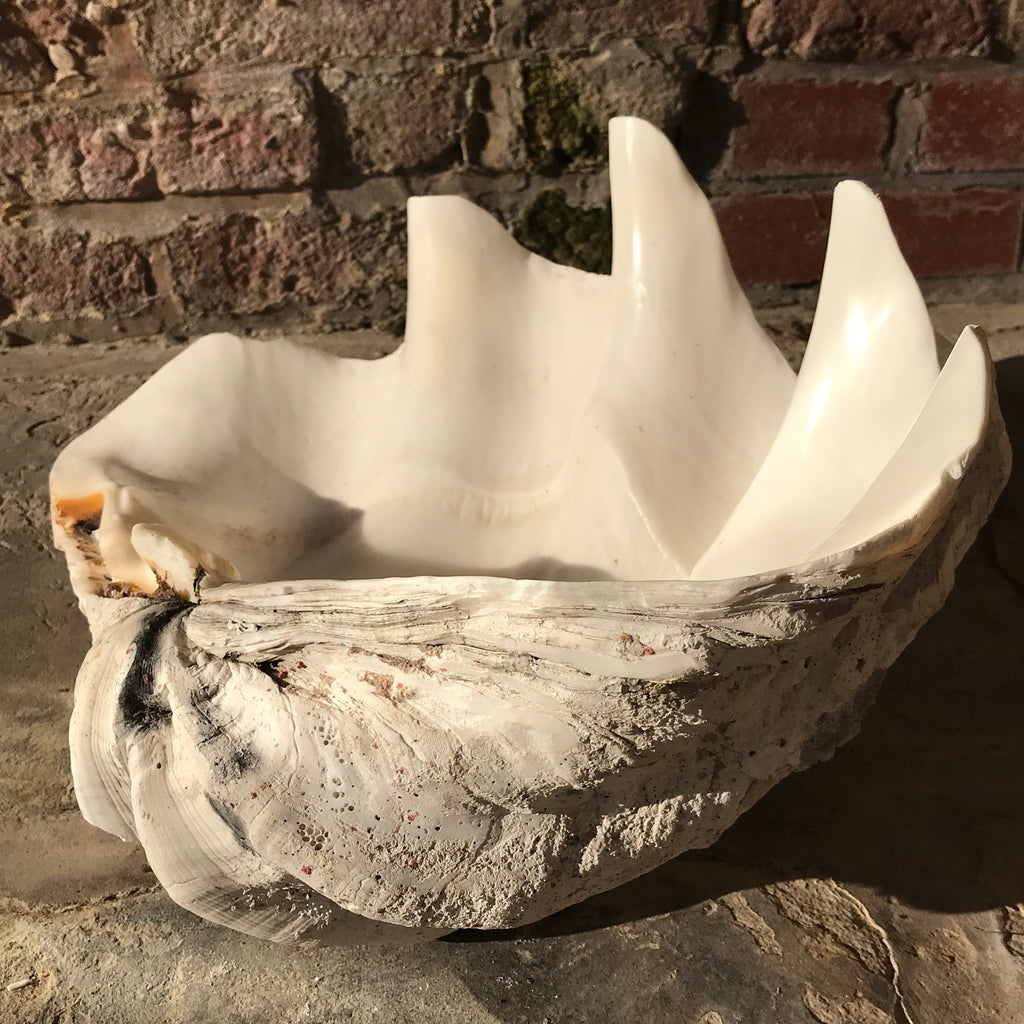 Giant Clam Shell (Tridacna Gigas)