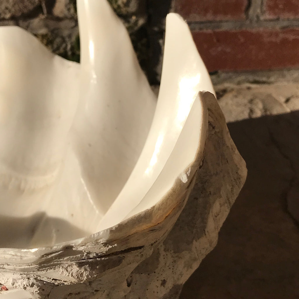 Giant Clam Shell (Tridacna Gigas)