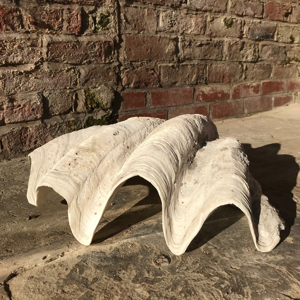 Giant Clam Shell (Tridacna Gigas)