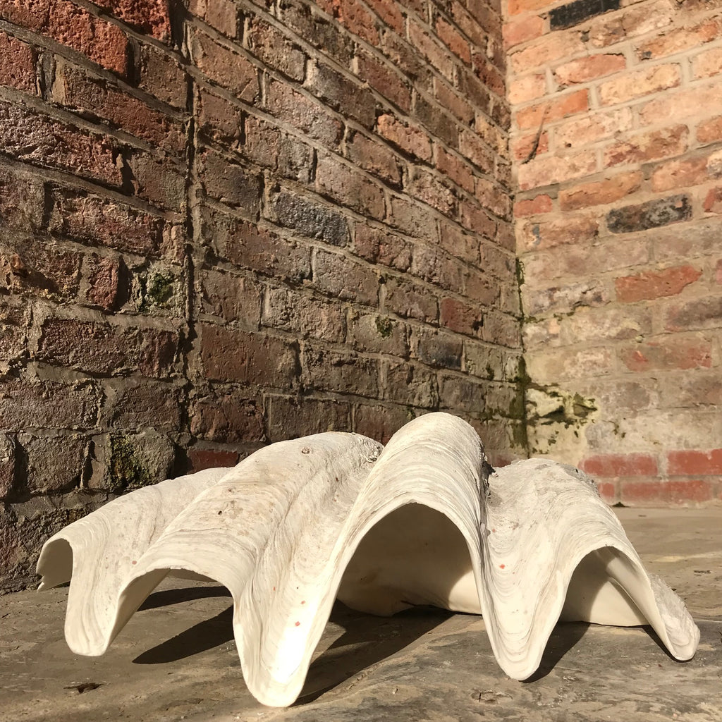 Giant Clam Shell (Tridacna Gigas)