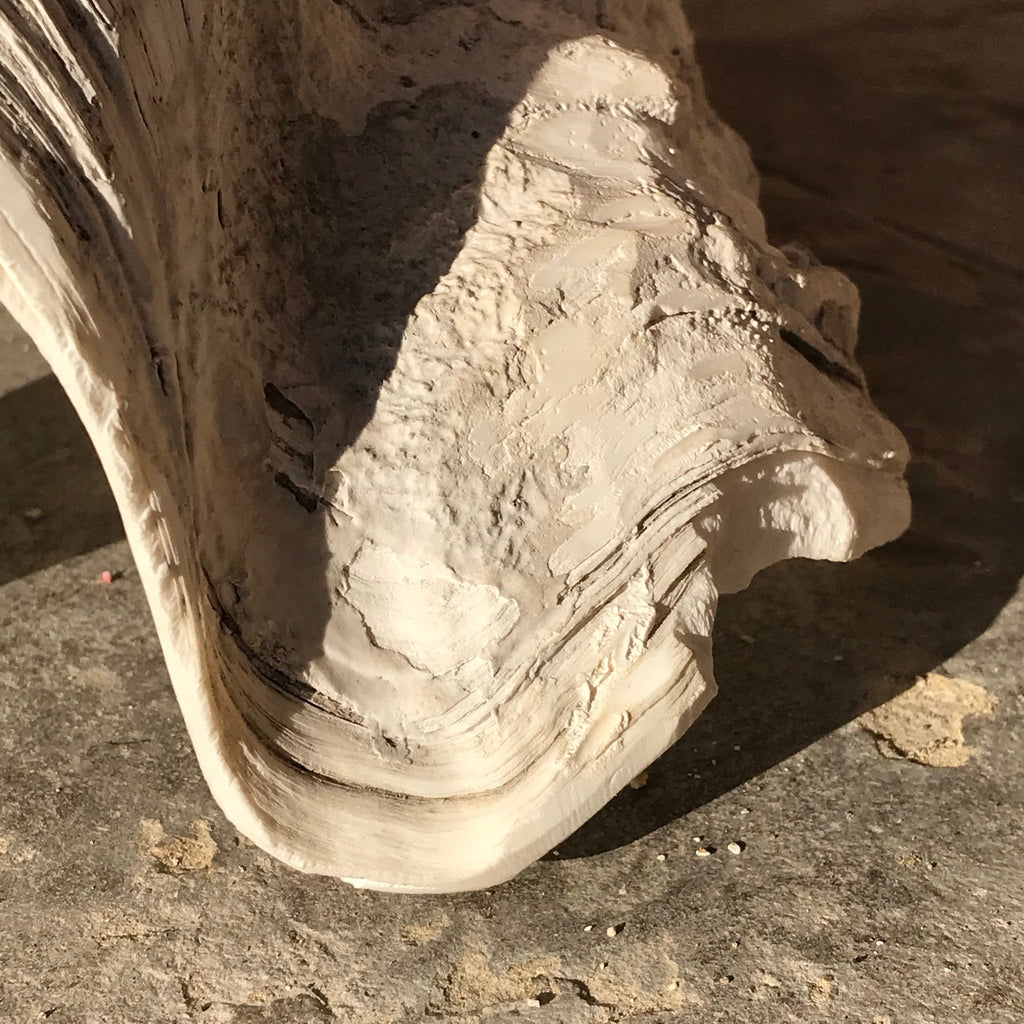 Giant Clam Shell (Tridacna Gigas)