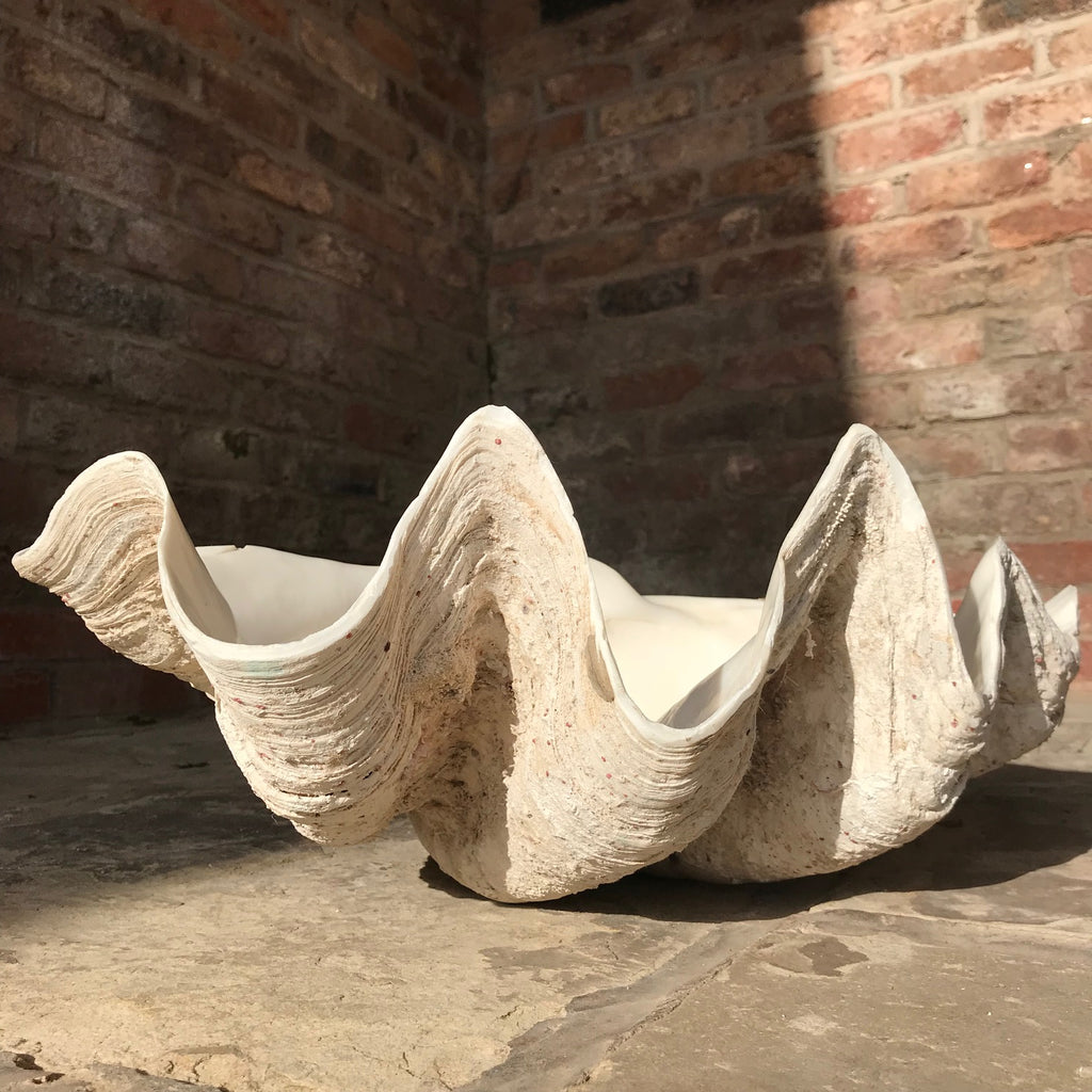 Giant Clam Shell (Tridacna Gigas) - Main Front View -1