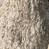 Pair of Vintage Garden Owl Ornaments - Detail View - 4