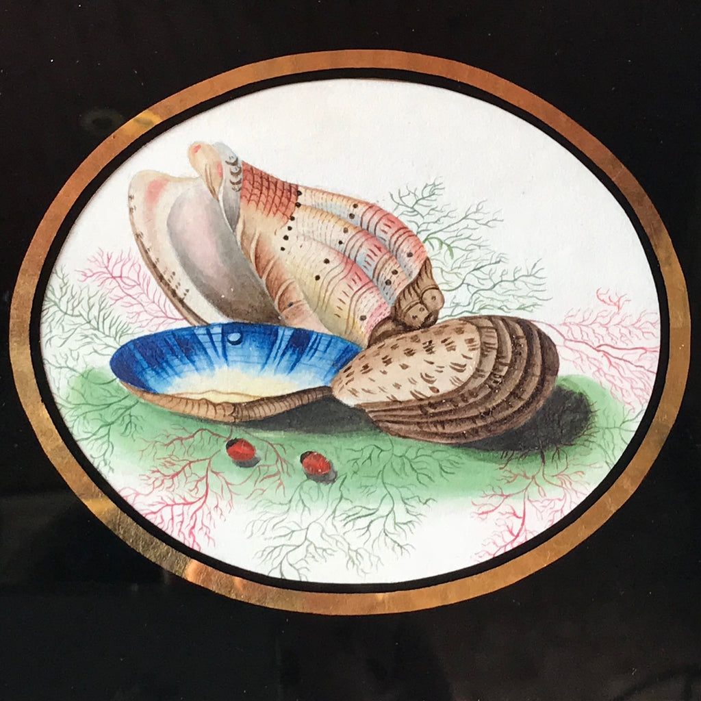 Early 19th Century Watercolour of Shells - Detail View - 2