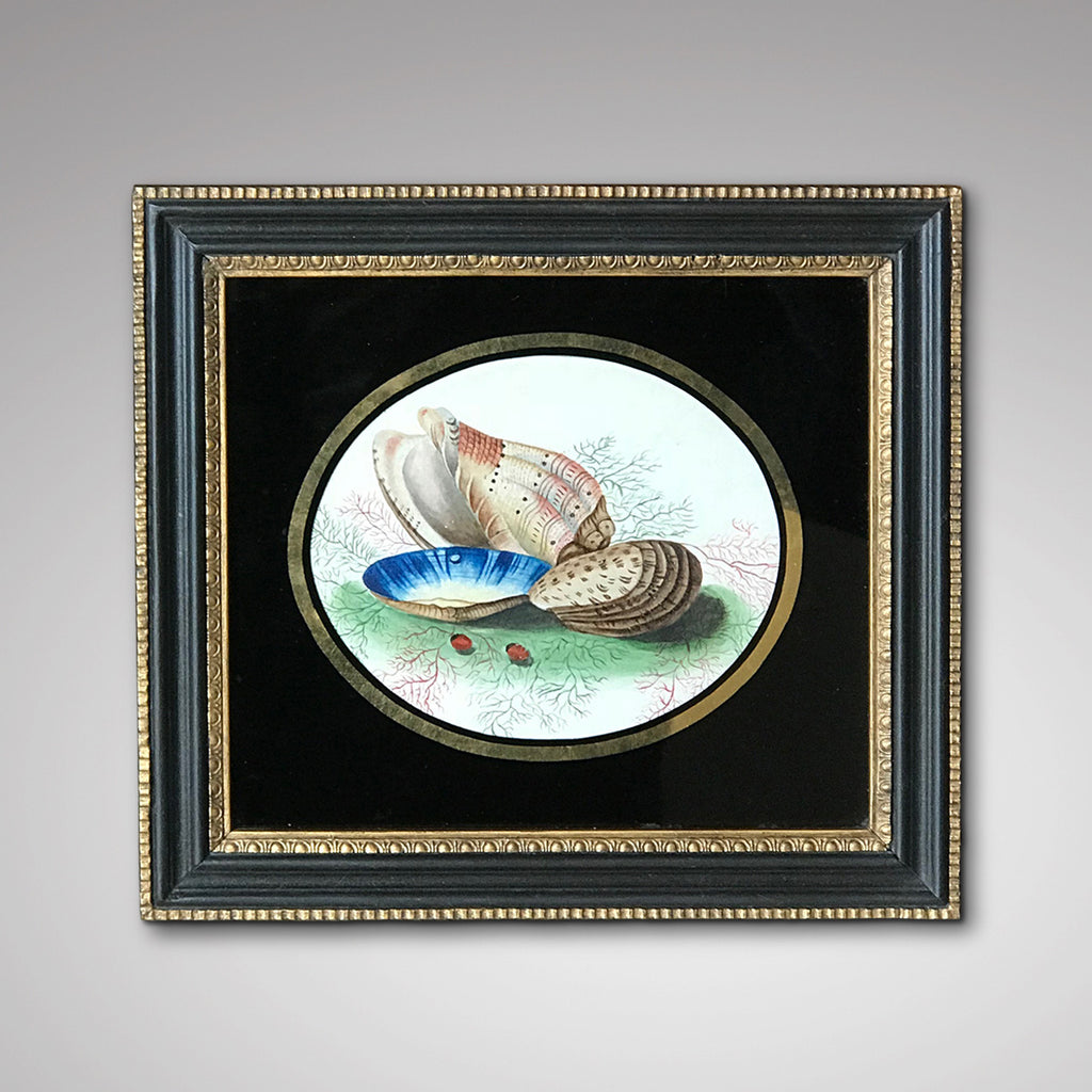 Early 19th Century Watercolour of Shells - Main View - 1