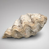 Large Complete Clam Shell (Tridacna Gigas) - Main View - 1