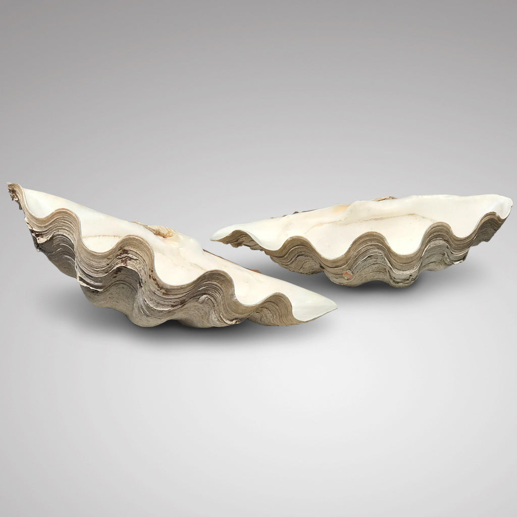 Large Complete Clam Shell (Tridacna Gigas) - Main View - 2