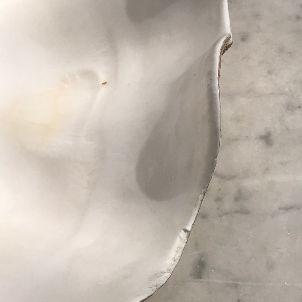 Large Complete Clam Shell (Tridacna Gigas) - Detail View - 4