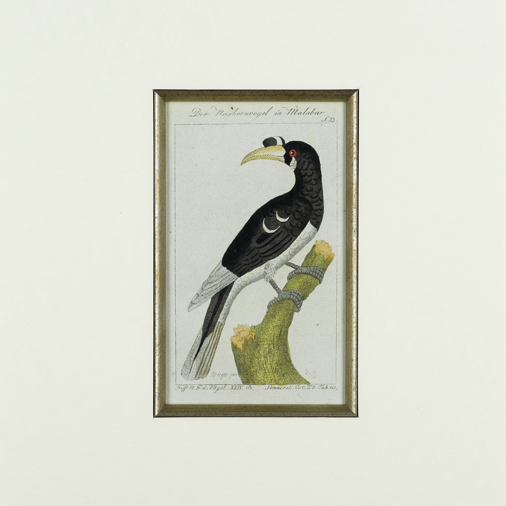 Set of 8 18th Century Ornithological Engravings by Buffon - Detail View of Bird - 5